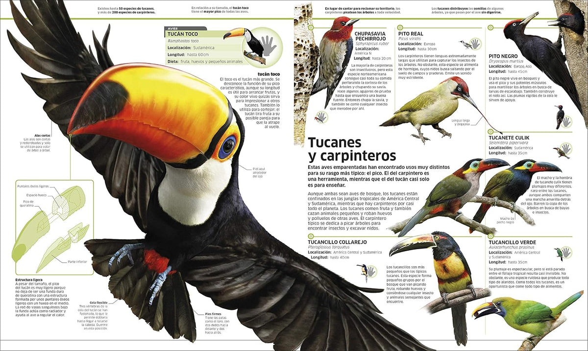 Animales (Knowledge Encyclopedia Animal!): El reino animal como nunca lo habías visto (Spanish Edition)