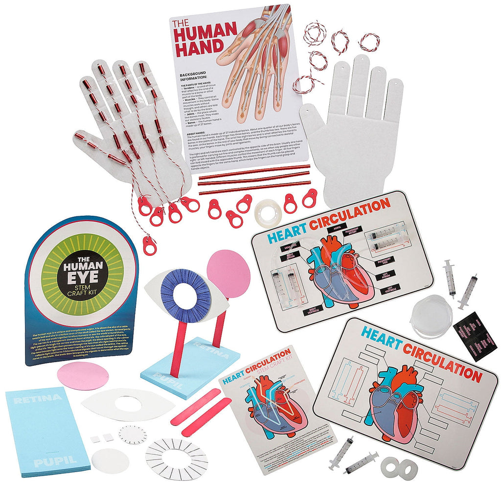 Fun Express STEM Anatomy Activity Learning Challenge Craft Kit - Makes