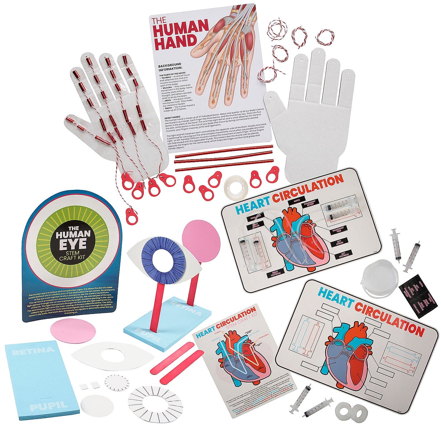 Fun Express STEM Anatomy Activity Learning Challenge Craft Kit - Makes