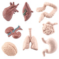 Human Organ Model Set Educational Science Toy For Kids 8 Piece Anatomy