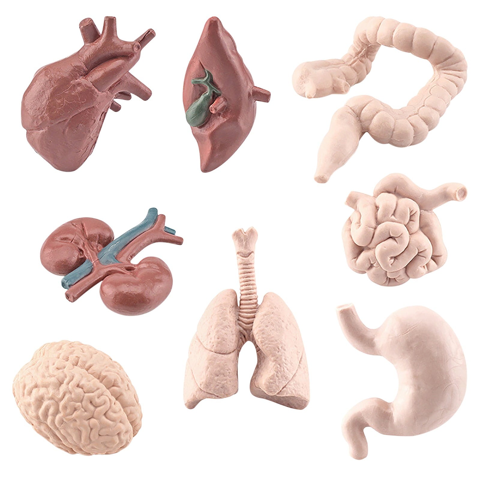 Human Organ Model Set Educational Science Toy For Kids 8 Piece Anatomy