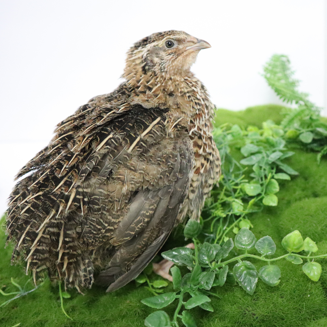Jumbo Coturnix Quail Eggs Brown/Wild type for Hatching, Fertile Quail Eggs from Quality Monitored Flocks Birds Reach Jumbo Size Within 10 Weeks