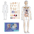 Mozhitti Learning Educational Toys Human Skeleton Organ Models 29 Pas
