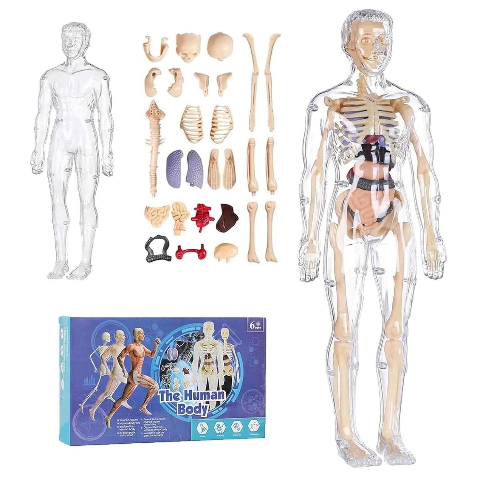 Mozhitti Learning Educational Toys Human Skeleton Organ Models 29 Pas