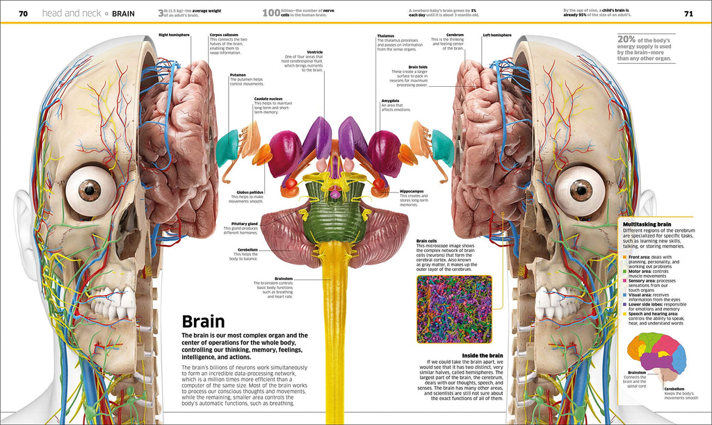 DK Knowledge Encyclopedias Knowledge Encyclopedia Human Body!: Human A