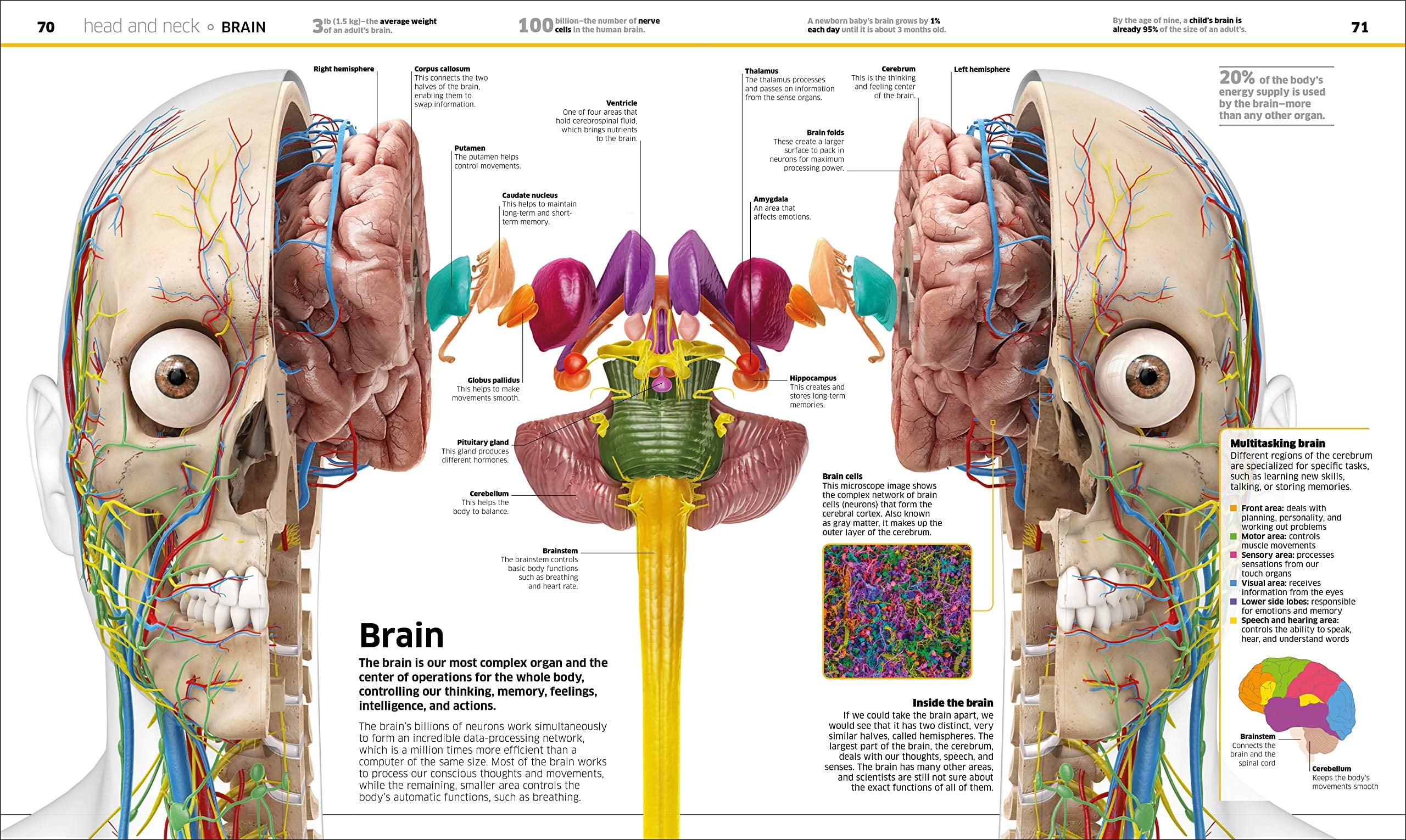 DK Knowledge Encyclopedias Knowledge Encyclopedia Human Body!: Human A