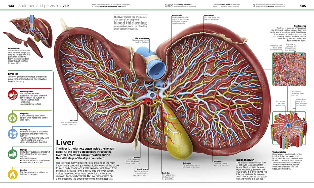 DK Knowledge Encyclopedias Knowledge Encyclopedia Human Body!: Human A