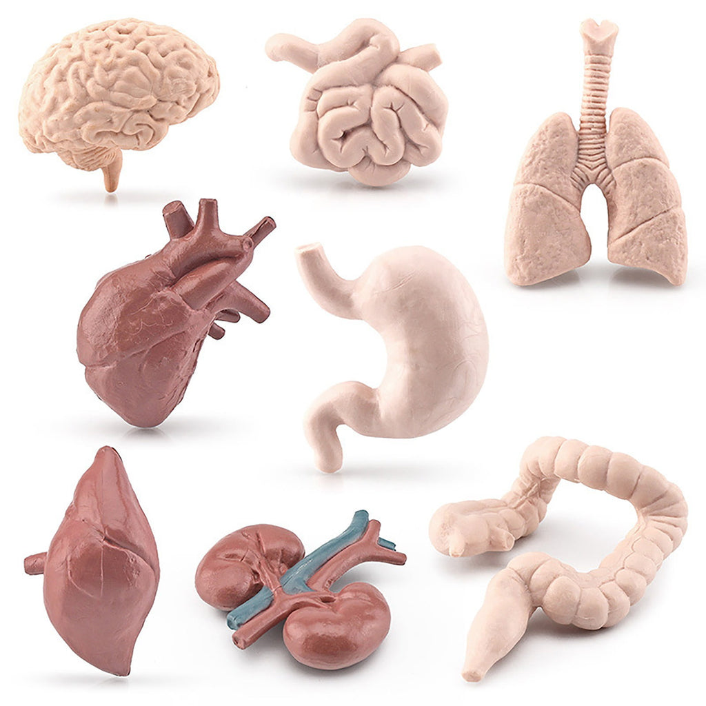 Human Organ Model Set Educational Science Toy For Kids 8 Piece Anatomy
