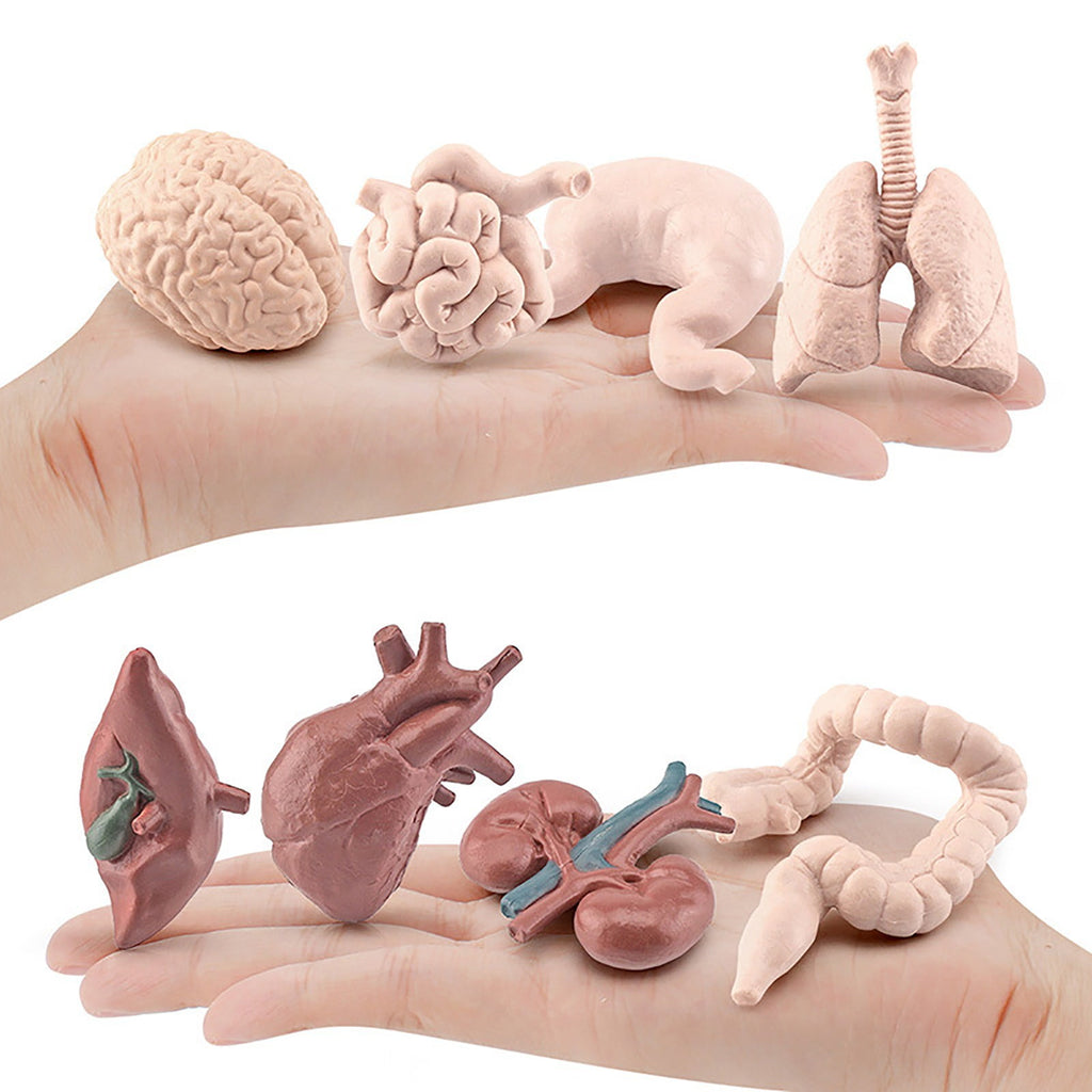 Human Organ Model Set Educational Science Toy For Kids 8 Piece Anatomy