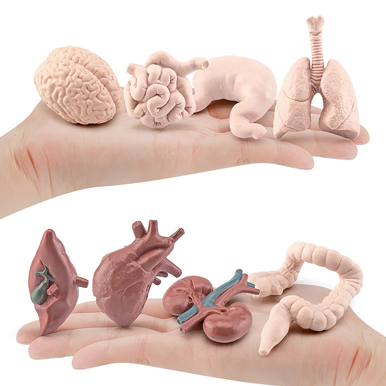 Human Organ Model Set Educational Science Toy For Kids 8 Piece Anatomy