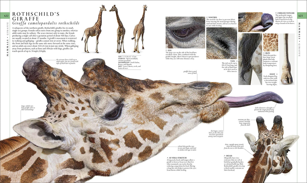 DK Definitive Visual Encyclopedias Natural History, (Hardcover)