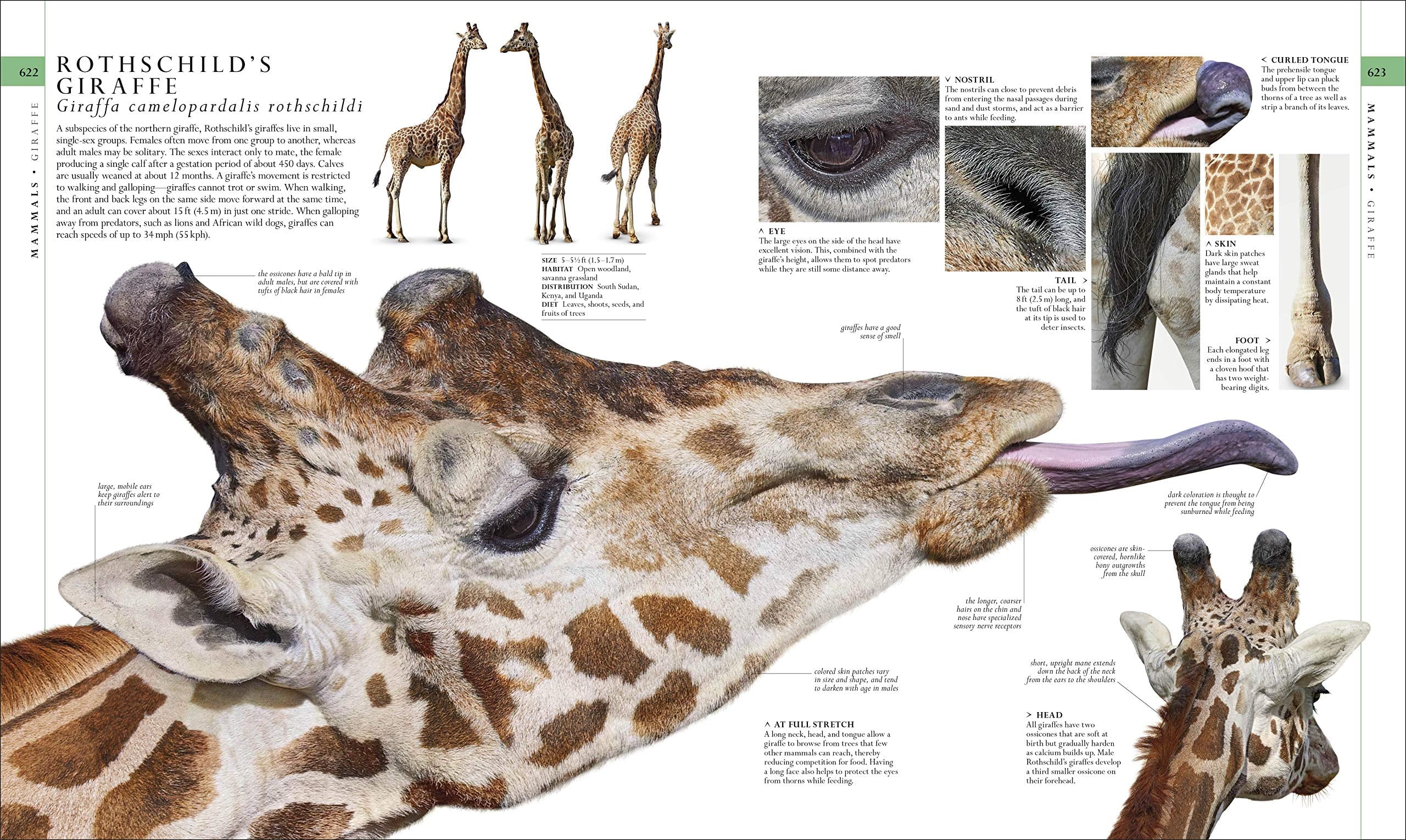 DK Definitive Visual Encyclopedias Natural History, (Hardcover)