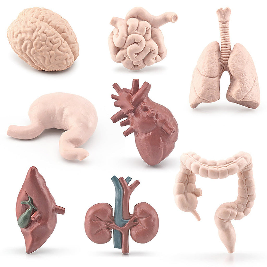 Human Organ Model Set Educational Science Toy For Kids 8 Piece Anatomy