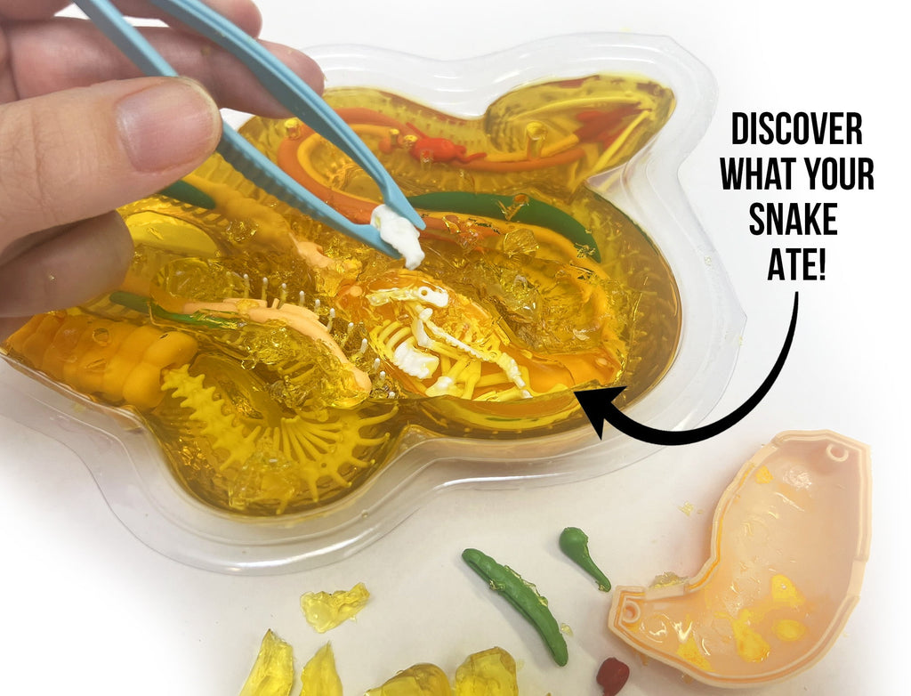 Dissect It Rattlesnake Superlab Dissection Kit for Kids, Realistic Ana