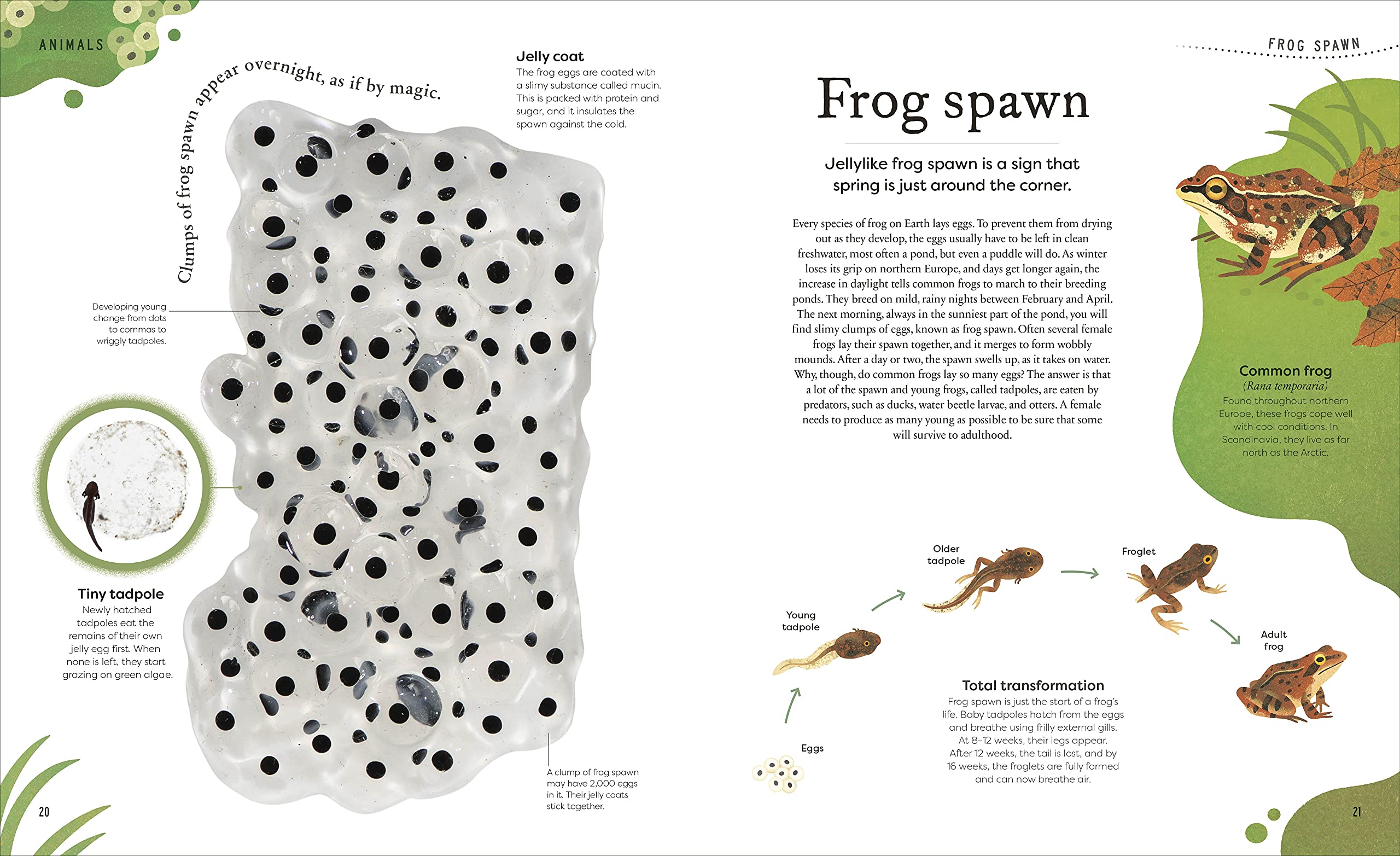 DK Treasures Nature's Treasures: Tales of More Than 100 Extraordinary