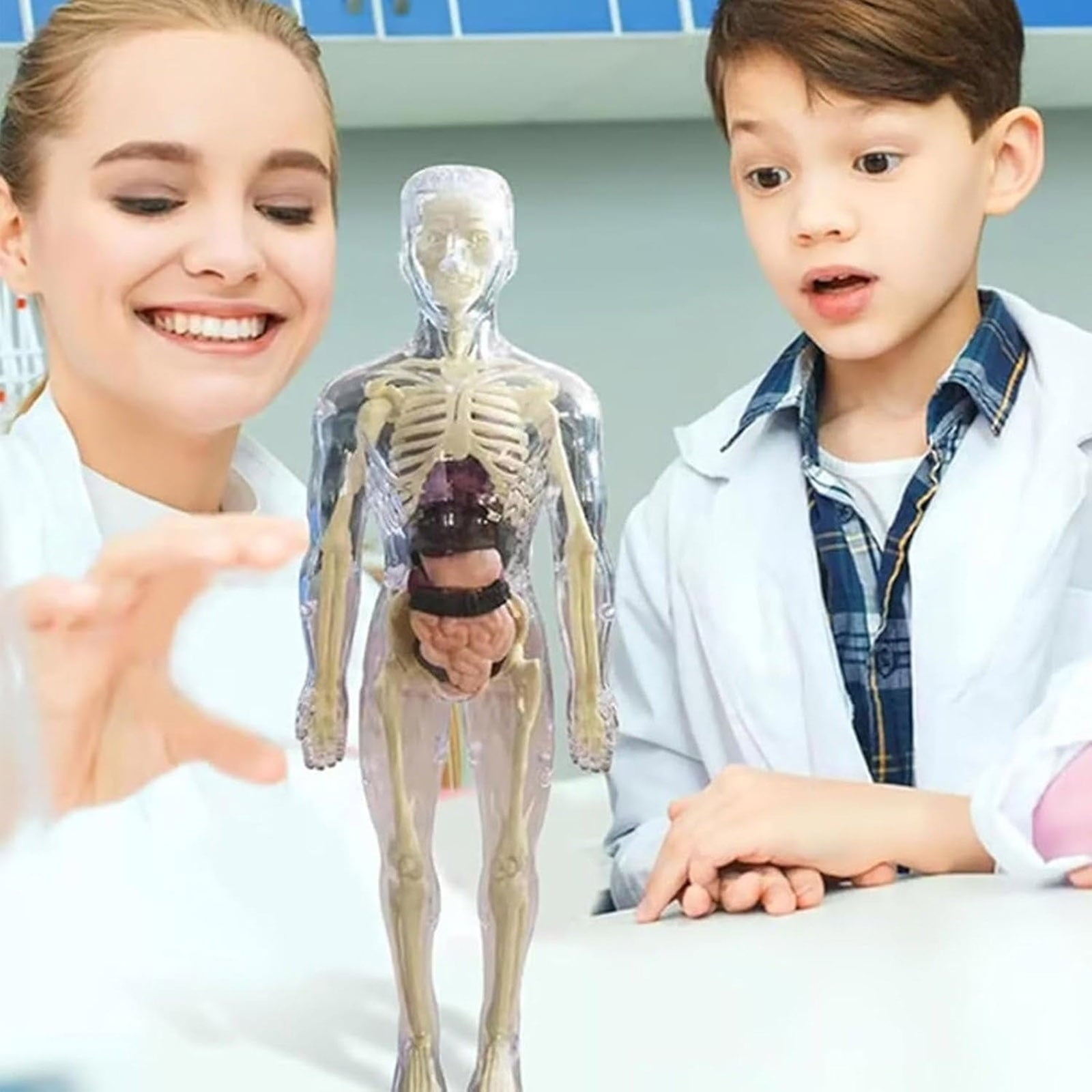 Mozhitti Learning Educational Toys Human Skeleton Organ Models 29 Pas