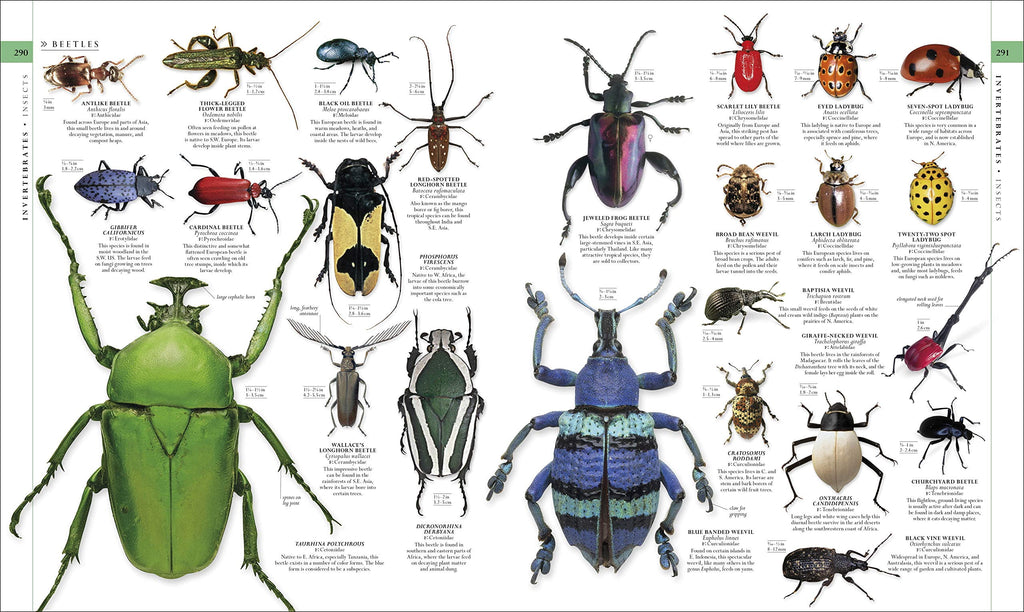 DK Definitive Visual Encyclopedias Natural History, (Hardcover)