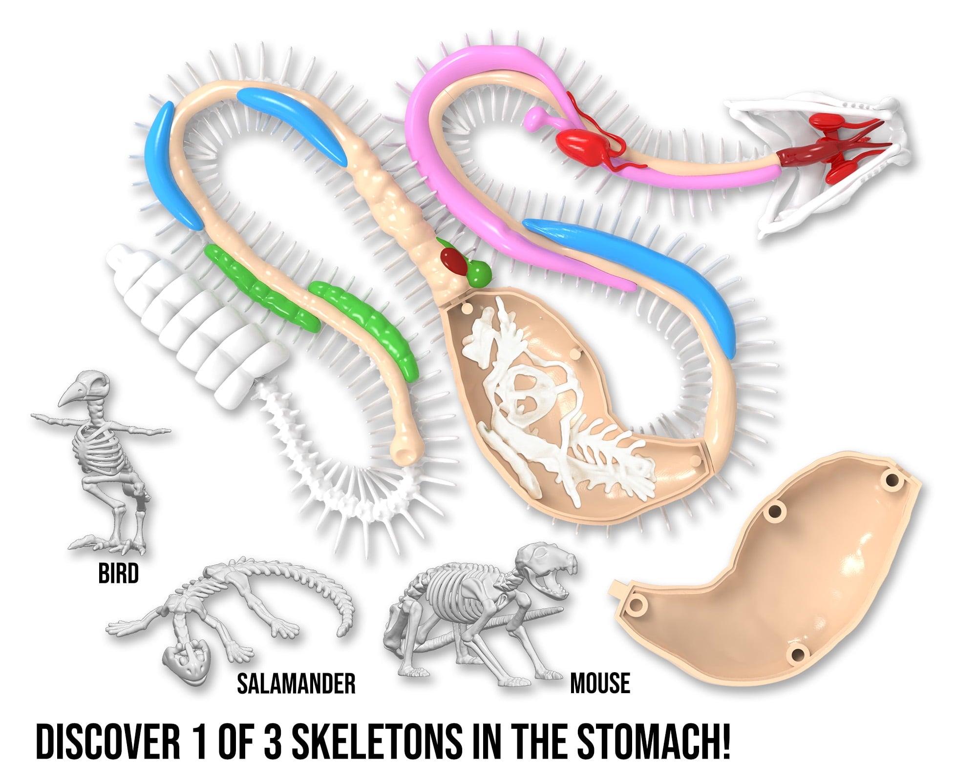Dissect It Rattlesnake Superlab Dissection Kit for Kids, Realistic Ana