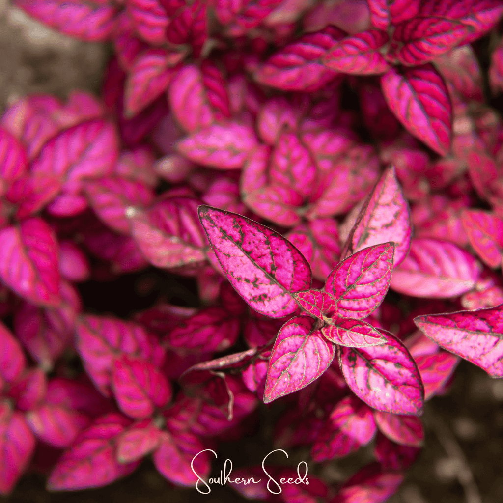 Splash Select Red Hypoestes – 25 Seeds