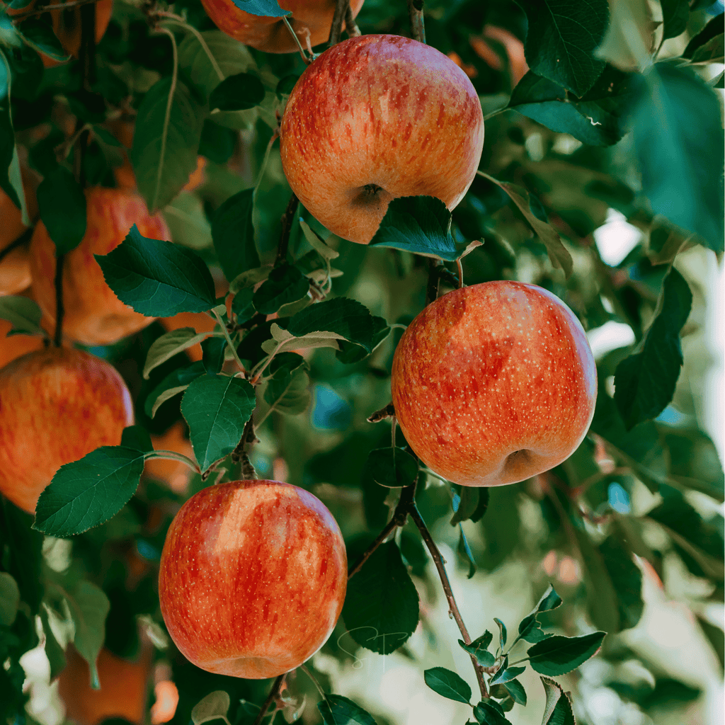 Paradise Apple Tree – 25 Seeds